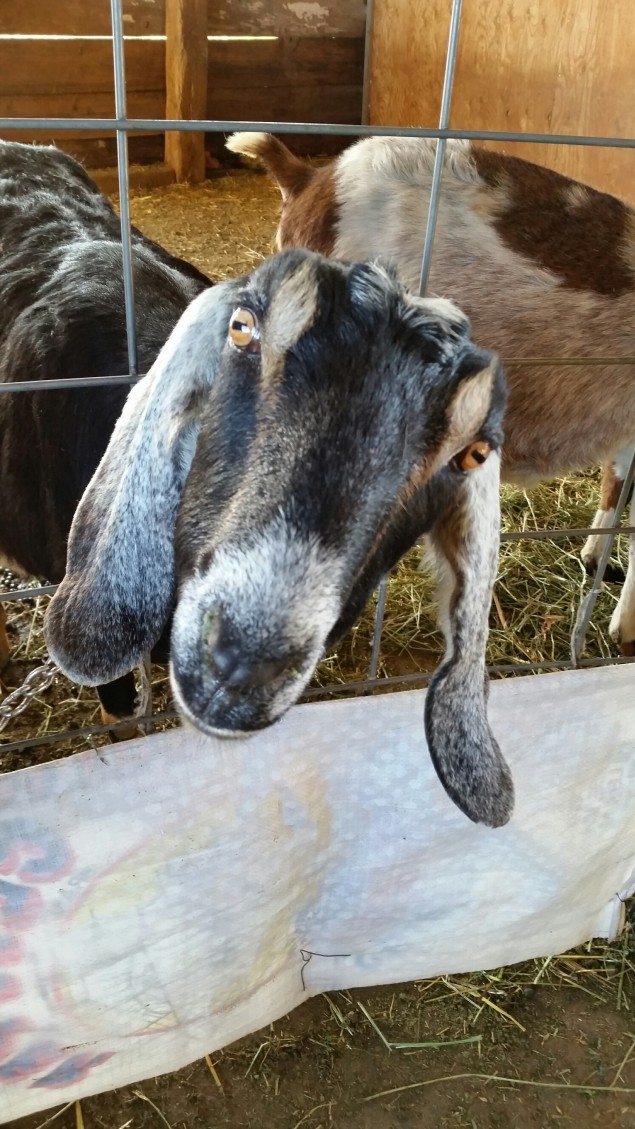 Get Your Goat On with Chevre Cheese Making at Elkhorn Bed and Breakfast