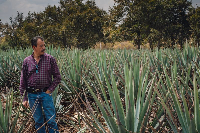 It’s National Tequila Day! Celebrate with Bat-friendly Tequila Ocho