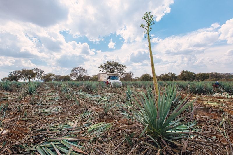 It’s National Tequila Day! Celebrate with Bat-friendly Tequila Ocho