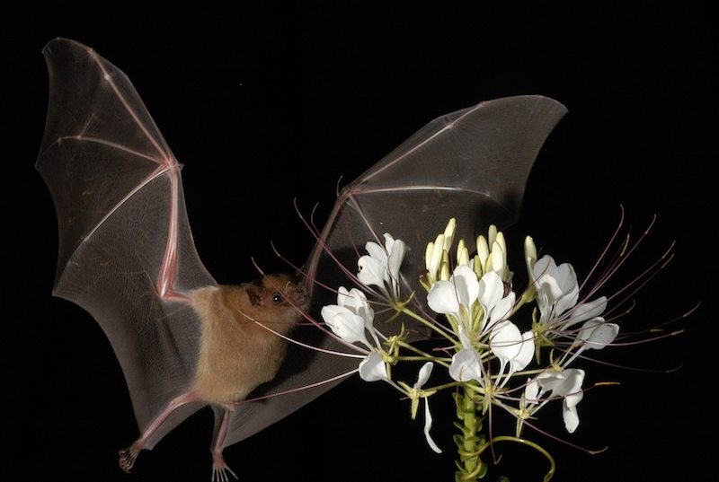 It’s National Tequila Day! Celebrate with Bat-friendly Tequila Ocho