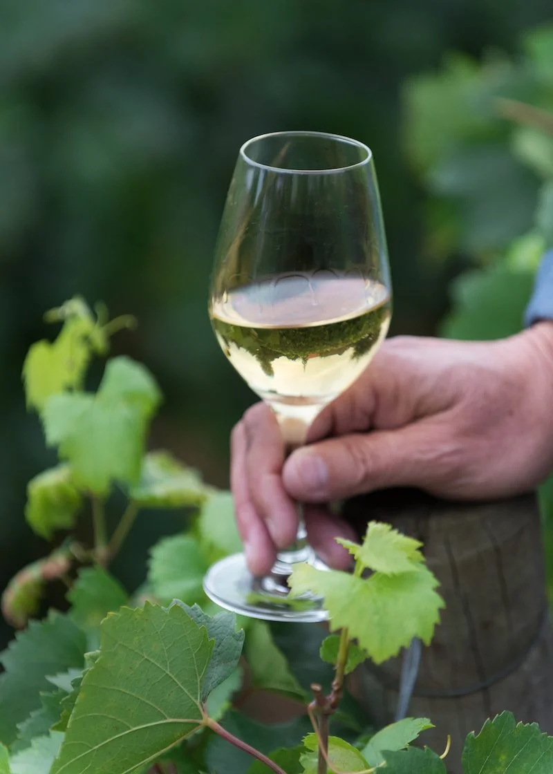 Focus on Chardonnay in Meursault, France