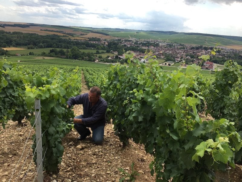 Focus on Chardonnay in Meursault, France