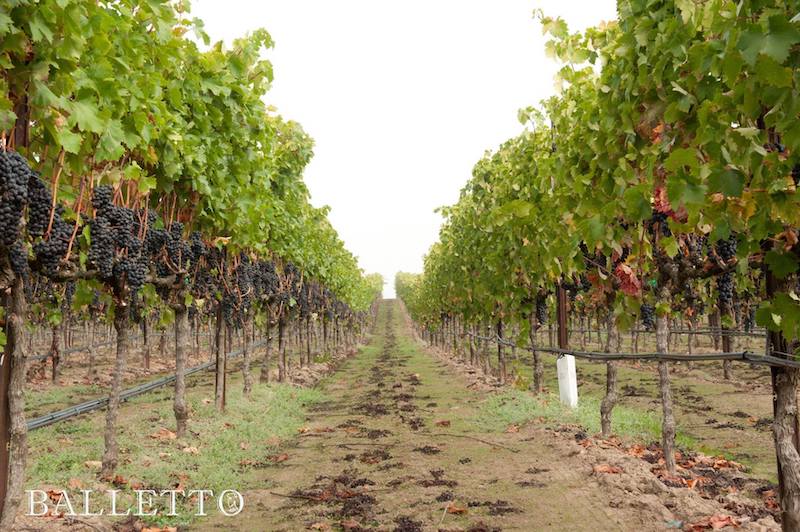 Balletto Vineyards: Beautiful Things Happen When a Farmer Starts Growing Grapes