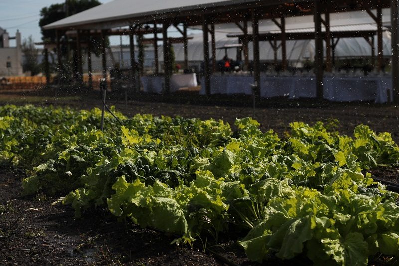 city roots farm