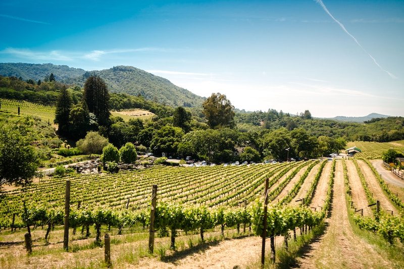 Support Sonoma: Gift Ideas from Wine Country