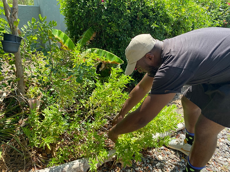 Curaçao Cuisine - Vittle Art, Kris Cutting Plant