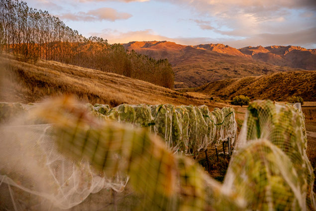 Amisfield: The Pioneering Pinot Noir of Central Otago