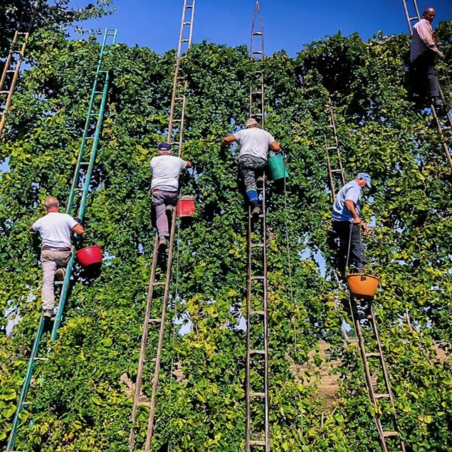 Asprinio vines stretch into tall, lush green curtains of foliage, weaving through elms and poplars, and reaching up to fifteen meters high. Harvesting these grapes is a unique endeavor, requiring specialists skilled in climbing to reach the lofty clusters.