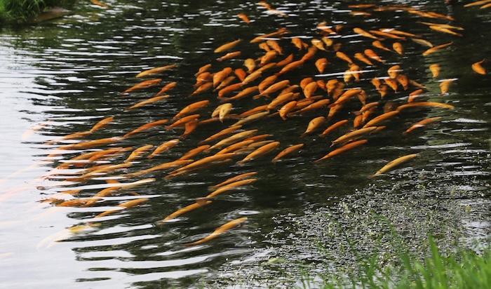 Golden Trouts swim at one of the Birbaum Farm ponds. Photo by David Egui.