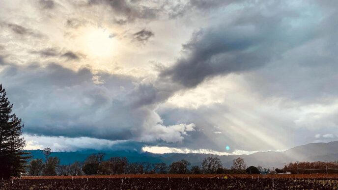 Nemerever-Vineyard-Oakville2