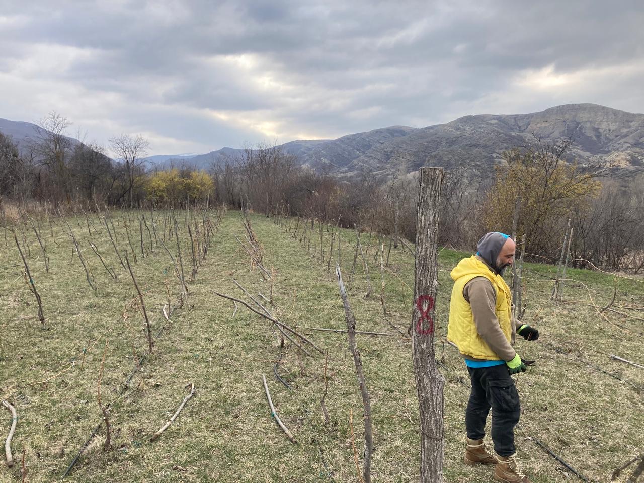 Gio Malatsidze helping in the author's vineyard in Garikula